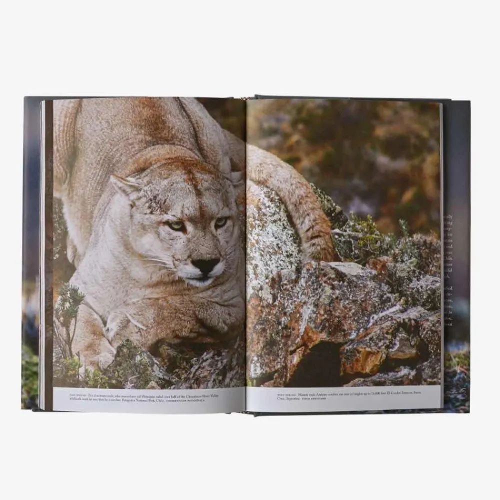 Hot Path Of The Puma: The Remarkable Resilience Of The Mountain Lion Kirjat Ja Oppaat